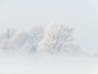 Sz. Warakrsa - W zimowej mgle (Karżcino)