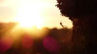 Klaudia Rozenbangier - w stronę słońca